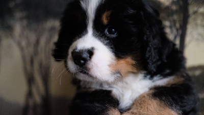 Ti Cookie des Ours de Berne 