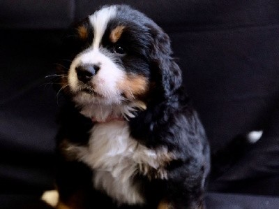 Ti Cookie des Ours de Berne 