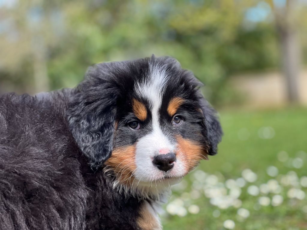 des Ours de Berne - Bouvier Bernois - Portée née le 27/01/2024